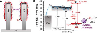 Anatase-Wrapped Rutile Nanorods as an Effective Electron Collector in Hybrid Photoanodes for Visible Light-Driven Oxygen Evolution